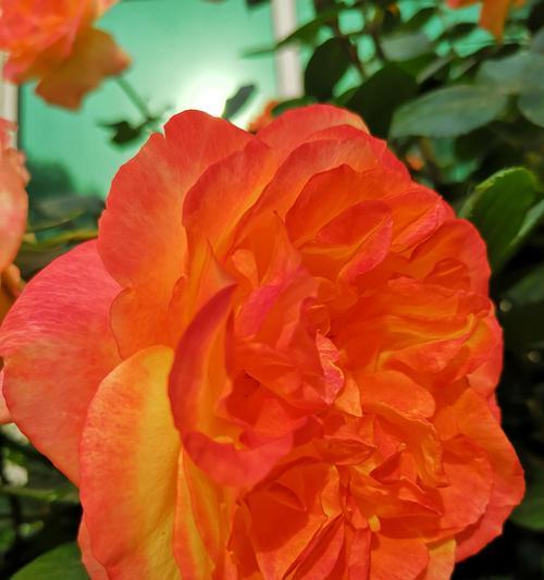 月季花（爱的盛宴在花开中绽放）