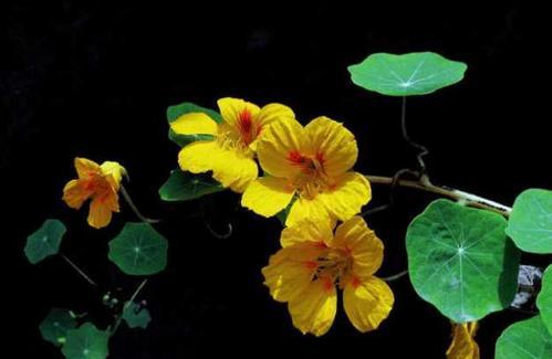 以尸香魔芋的花语（探究尸香魔芋的花语与象征意义）