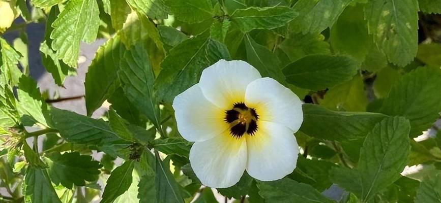 时钟花的花语与传说故事（揭开时钟花的神秘面纱）