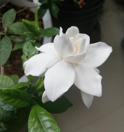 栀子花语的深意（探究栀子花的寓意及文化价值）