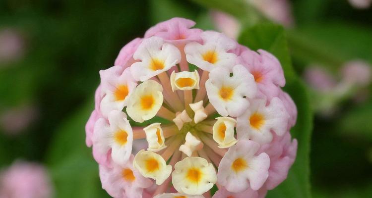五色梅花的花语与意义（揭秘五色梅花所代表的五种情感与寓意）