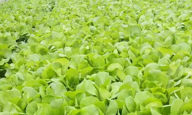 白菜种子的种植方法（详细讲解白菜种子的选种）