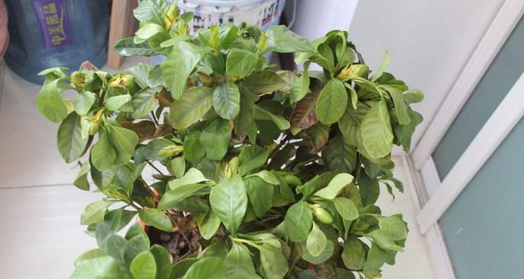 白醋的花卉用途（探究白醋适合浇什么花）
