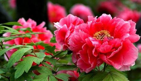 牡丹花的寓意和花语（解读牡丹花的文化内涵和象征意义）