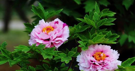 牡丹花的寓意与象征（花开富贵）