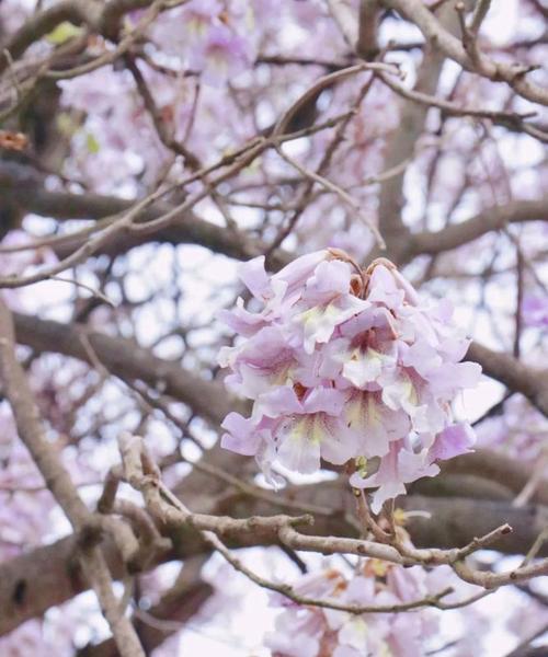 泡桐花（传说中的泡桐花）