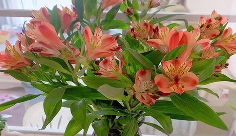 挚友如花，情谊长存（以百合花的花语探究挚友关系的真谛）