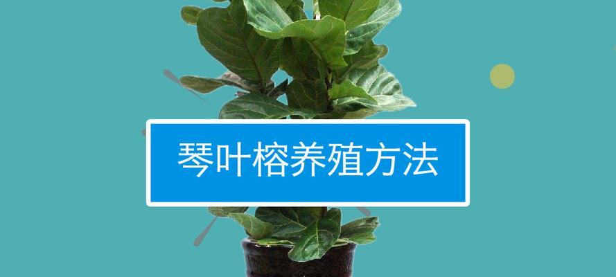 换盆后的琴叶榕如何正确浇水？——植物养护