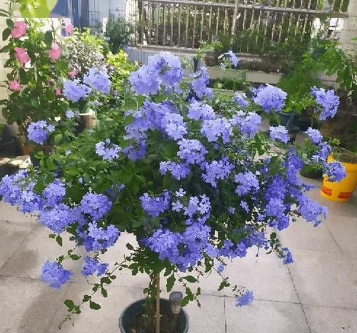 蓝雪花黄叶原因分析（探究蓝雪花为何叶子会发黄）