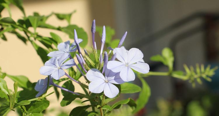 蓝雪花养护指南（无需每天浇水）