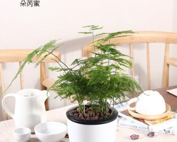 懒人必备（快速、简单、美丽的植物养护方法）