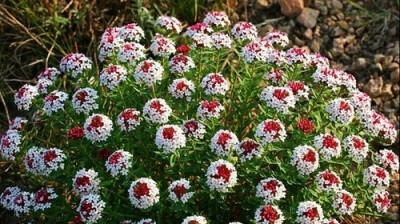 探寻狼毒花的生长之谜（生长环境与特征揭秘）