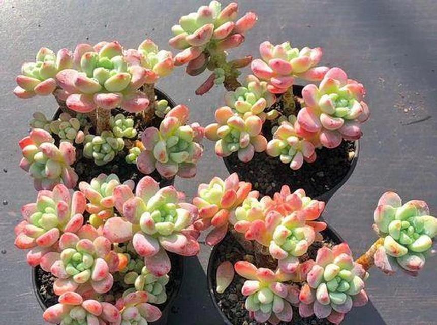 如何浇水才能让劳尔茁壮成长（了解劳尔的生长需求）