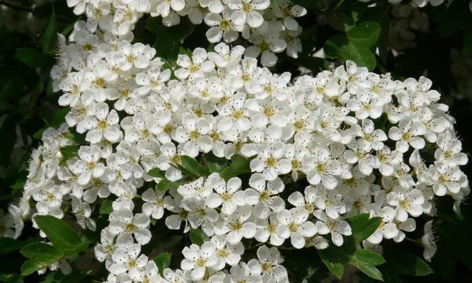 梨花——春之最美（探寻梨花的魅力与特点）