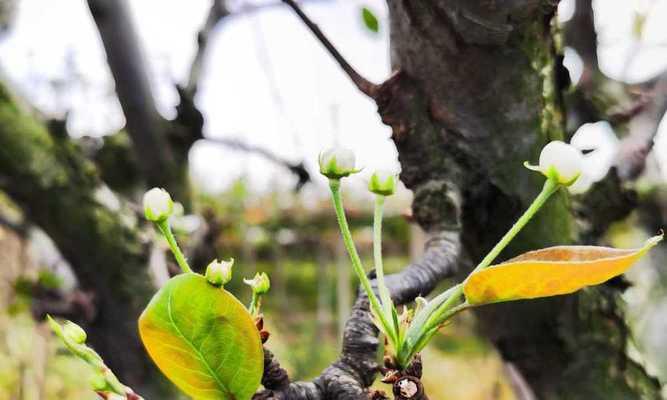 梨树开花结果之全过程（探秘梨树开花结果的时间）