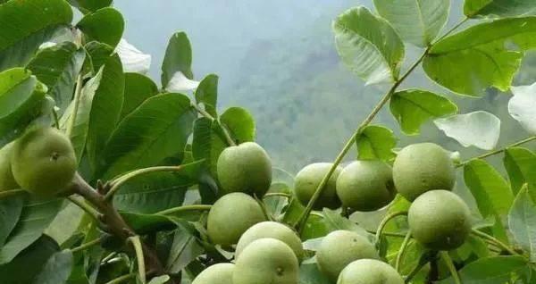 荔浦芋头种子育种方法（掌握种植技巧）