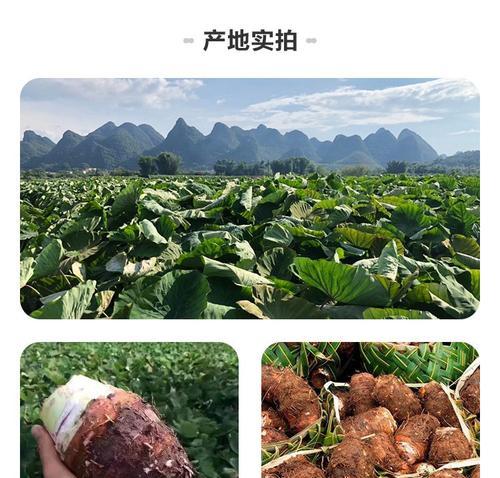 荔浦芋头如何挑选好吃的（选购荔浦芋头的技巧与方法）