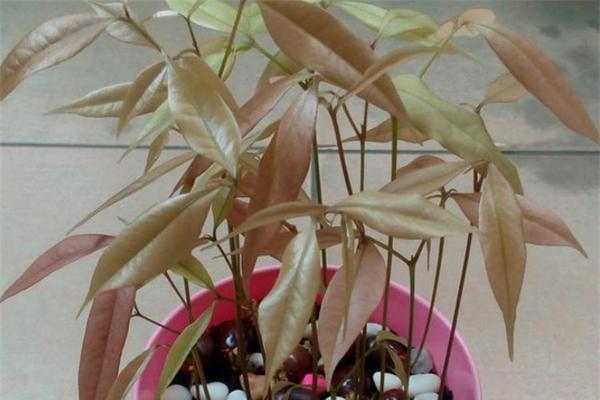荔枝北方种植的可行性研究（北方果农有望尝到鲜美的荔枝了）