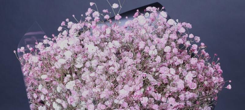 满天星的花语和象征意义（揭秘满天星的意蕴与神秘符号）