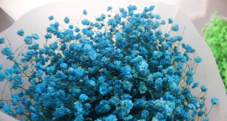 满天星花的寓意与传说（花开如满天星）