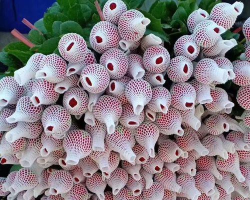 玫瑰花的含义及象征（探索玫瑰花的各种意义与传统象征）