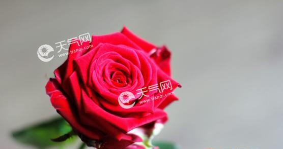 玫瑰花的含义及象征（探索玫瑰花的各种意义与传统象征）