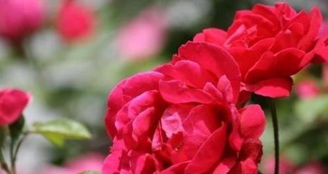 玫瑰花（探寻玫瑰花的魅力与内涵）