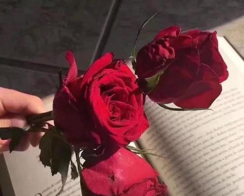 玫瑰花朵数的含义（玫瑰花朵数与爱情的关系）