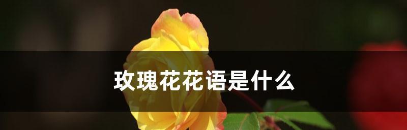 17朵玫瑰花的花语及意义解析（解读17朵玫瑰花所代表的情感与寓意）