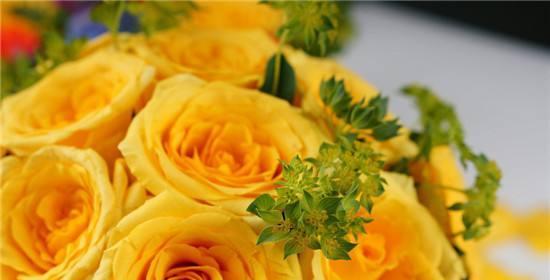 玫瑰花花语解析——不同朵数代表的含义（玫瑰花语中的数字之谜）