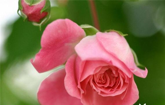 玫瑰花花语解析——不同朵数代表的含义（玫瑰花语中的数字之谜）