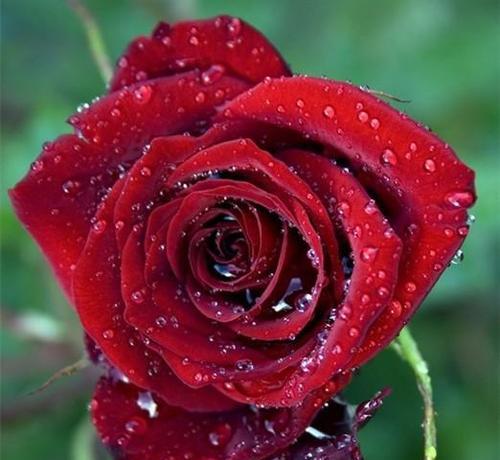 玫瑰花的寓意与送花方式（以玫瑰花送几朵代表什么）