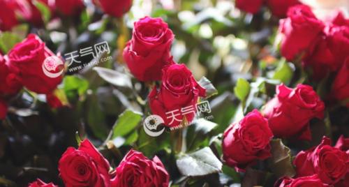 玫瑰花语（探寻玫瑰花背后的深意）