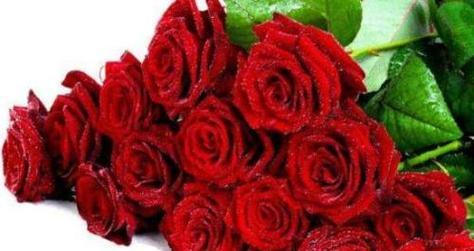玫瑰花语（探寻玫瑰花背后的深意）
