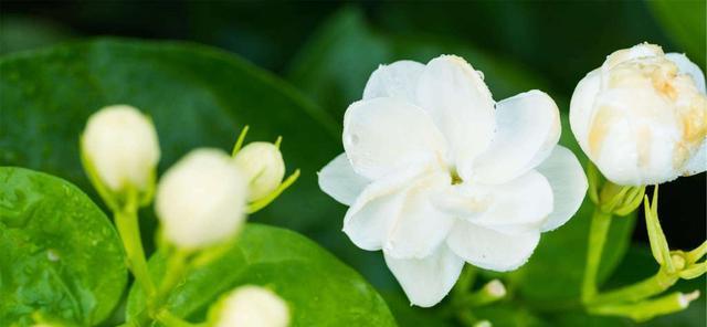 茉莉花的花语与寓意（从花语到文化）