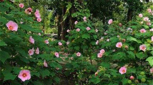 木芙蓉传说（唤醒人心的花朵）
