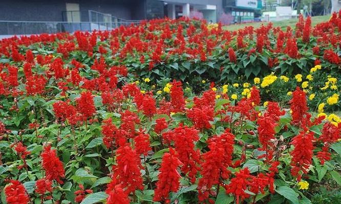 一串红的花语与寓意（探寻一串红的独特含义）