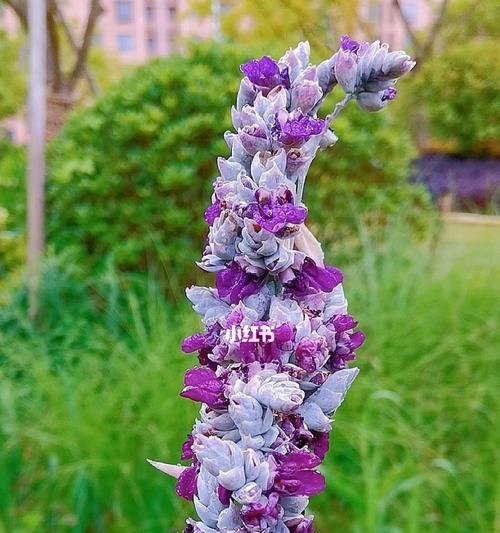 再力花的花语与寓意（探寻再力花的美丽与深意）