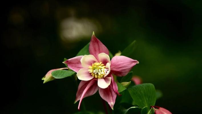 耧斗菜的花语之美（耧斗菜与人情之间的微妙关系）