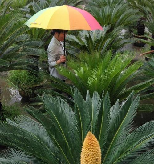 铁树开花的奇迹（自然界中的不可思议现象）