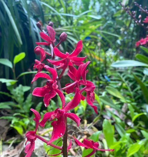 以万代兰的花语及含义（揭示万代兰的花语）
