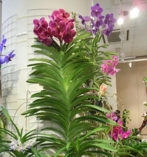 以万代兰的花语及含义（揭示万代兰的花语）