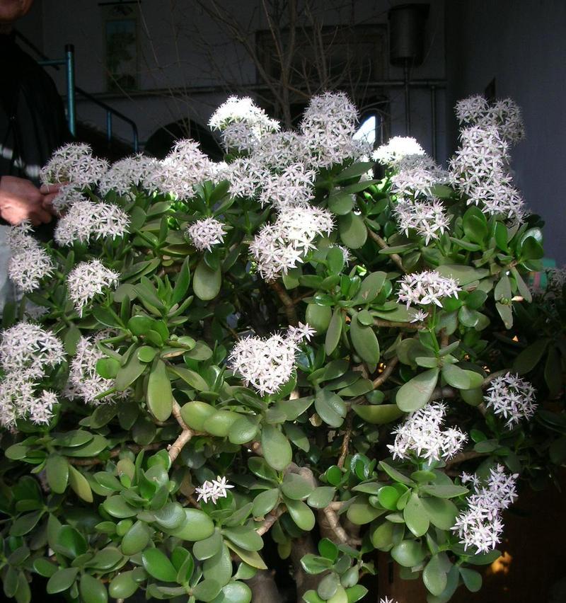 万年青开花的吉祥预兆（揭开万年青开花的奥秘）