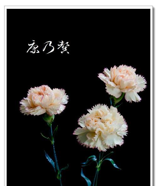 无忧花的花语和典故（传递无忧的花语）