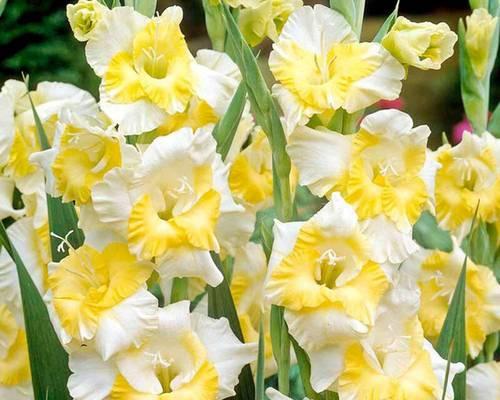 无忧花的花语和典故（传递无忧的花语）