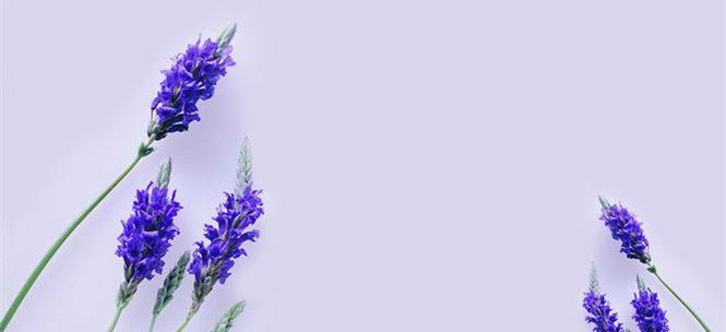 永恒的爱与浓情厚谊（以勿忘我的花语为媒介的永久情谊）