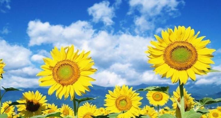 向日葵花语与代表意义（探秘向日葵的阳光力量与美好寓意）