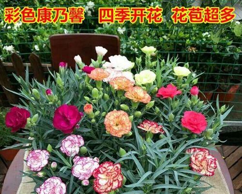 象征母爱的植物（探索自然中的母爱美学）