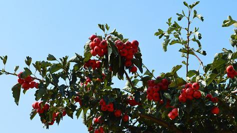 山楂自花授粉的真相（揭开山楂花朵的神秘面纱）