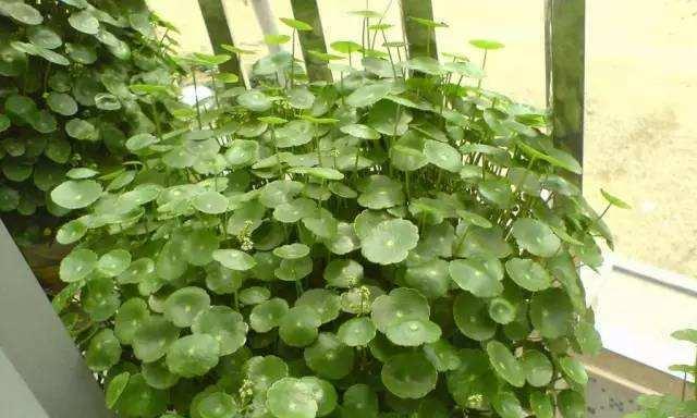 适合种植的花卉-扇形花盆（让你的花草更加美丽盛放）